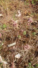 Poa bulbosa vivipara