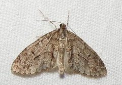Cladara limitaria
