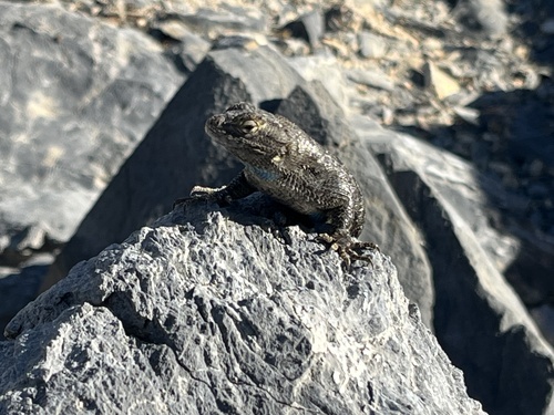iNaturalist observation photo of Western Fence Lizard