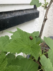 Paropsisterna selmani