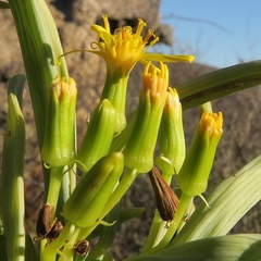 Senecio sarcoides
