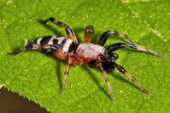 Sergiolus capulatus