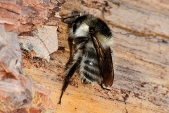 Bombus veteranus