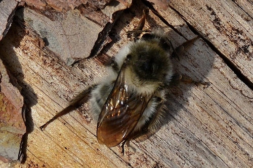 Sand-coloured Carder Bumble Bee