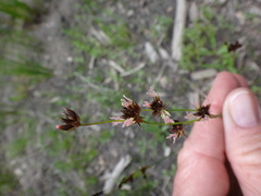 Juncus mertensianus