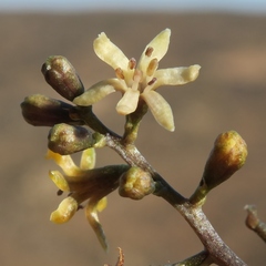 Dioscorea elephantipes