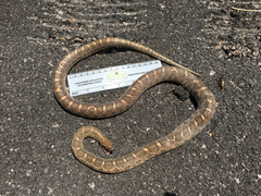 Arizona elegans elegans