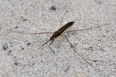 Limnoporus rufoscutellatus
