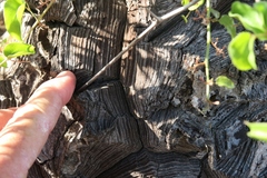 Dioscorea elephantipes