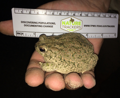 Texas Toad photo 3