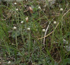 Antennaria monocephala