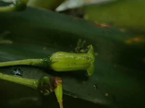 Geniostoma tinifolium