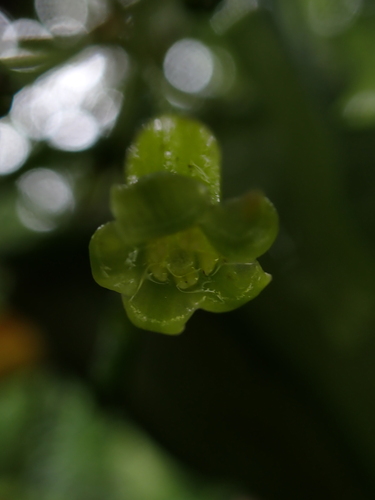 Geniostoma tinifolium