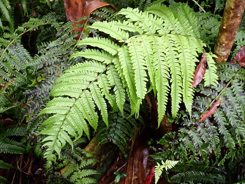 Deparia prolifera observed 2024-05-17