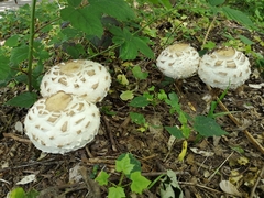Agaricineae