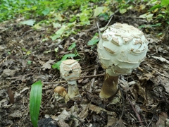 Agaricineae