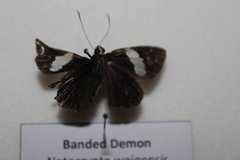 Notocrypta waigensis
