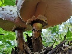 Agaricineae
