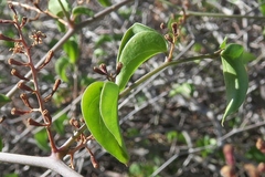Dioscorea elephantipes