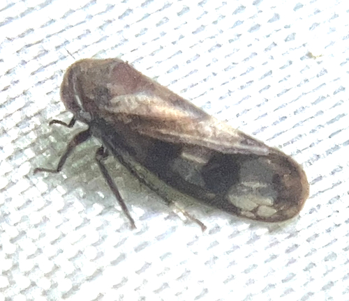 Oncopsis abietis