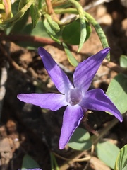 Vinca herbacea