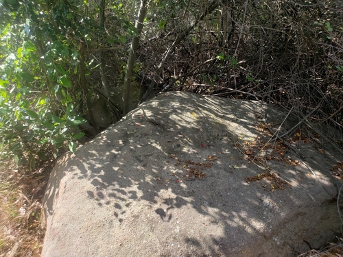 iNaturalist observation photo of Western Fence Lizard