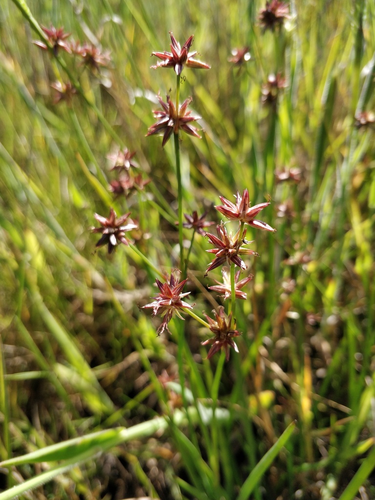 Juncus emmanuelis