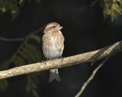 Haemorhous purpureus purpureus