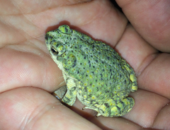 Anaxyrus debilis