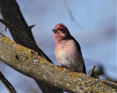 Haemorhous purpureus purpureus