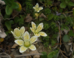 Saxifraga bronchialis funstonii