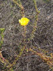 Calochortus concolor