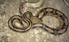 Bogertophis subocularis