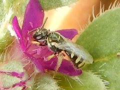 Ceylalictus perditellus