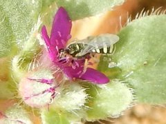 Ceylalictus perditellus