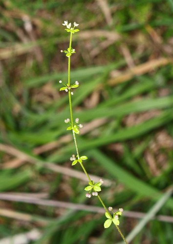 Galium propinquum A.Cunn.