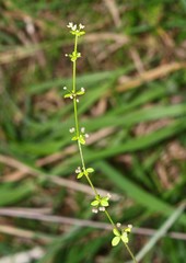 Galium propinquum