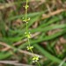 Galium propinquum - Photo (c) Mike Lusk, algunos derechos reservados (CC BY-NC), subido por Mike Lusk