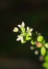 Galium propinquum
