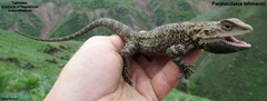 Turkestan Rock Agama photo 5