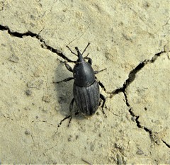 Sphenophorus striatopunctatus