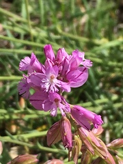 Polygala anatolica