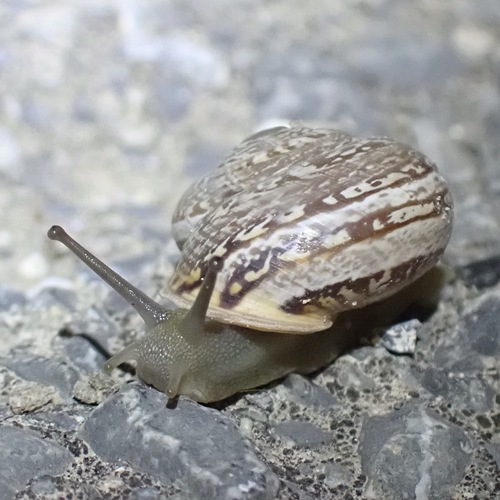 iNaturalist | (c) Susanne Vogel, some rights reserved (CC BY-NC), uploaded by Susanne Vogel Representative image of Iberus marmoratus