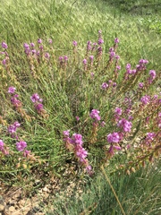 Polygala anatolica