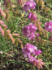Polygala anatolica