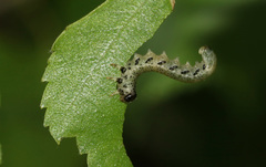 Pristiphora alpestris