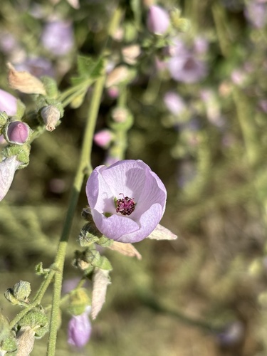 iNaturalist observation photo of southern coastal bushmallow