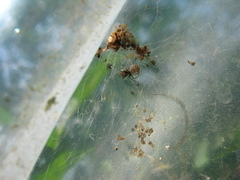 Theridion pictum