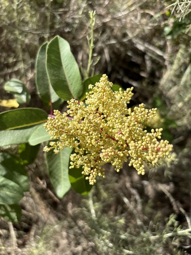 iNaturalist observation photo of laurel sumac