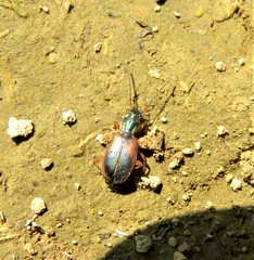 Anchomenus dorsalis